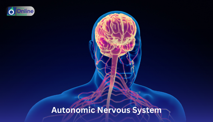 Lesson 21: Autonomic Nervous System